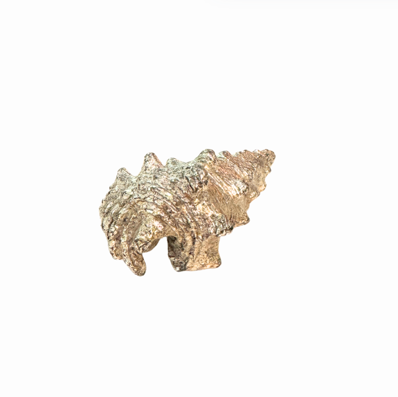 Silver Plated Seashells