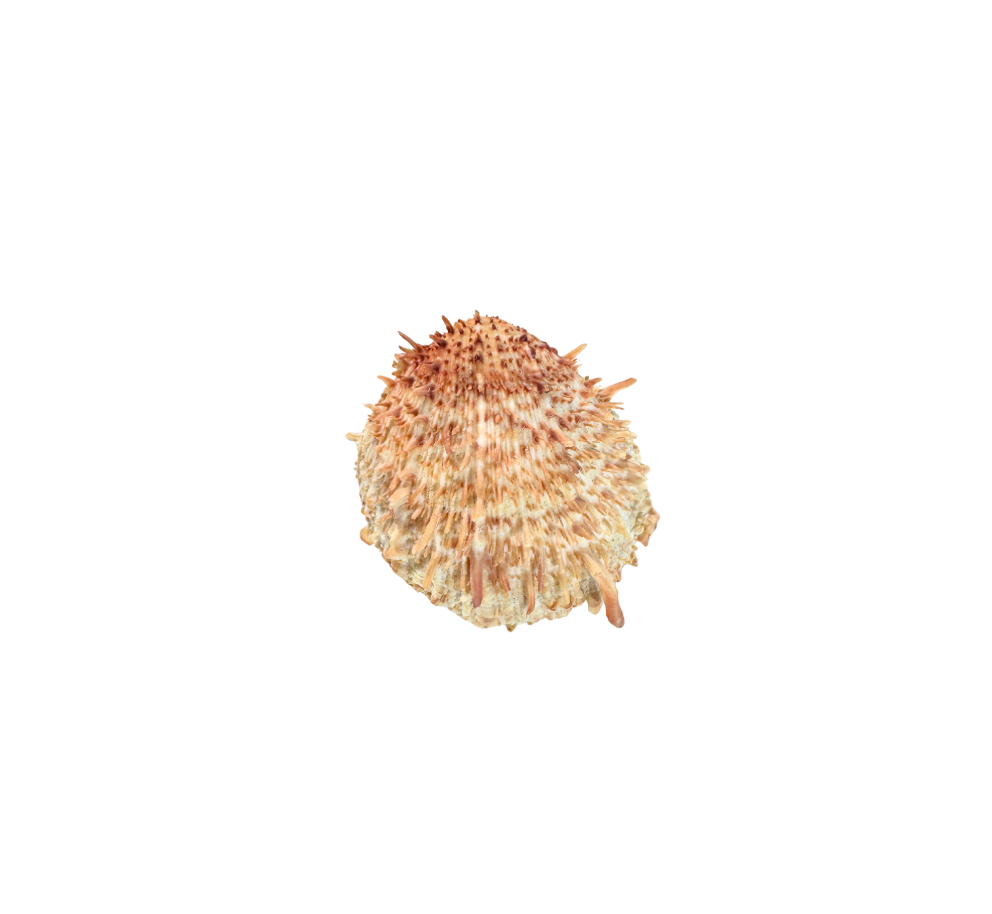 Spiny Oyster Shell with Natural Hinge