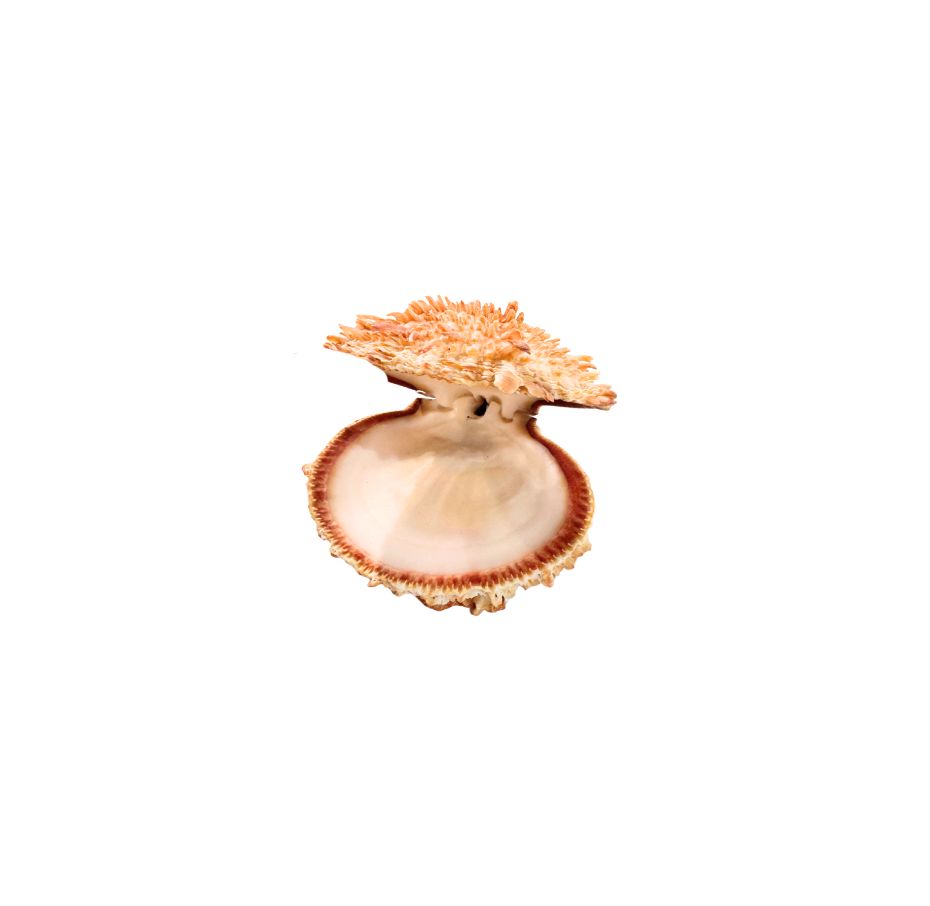 Spiny Oyster Shell with Natural Hinge