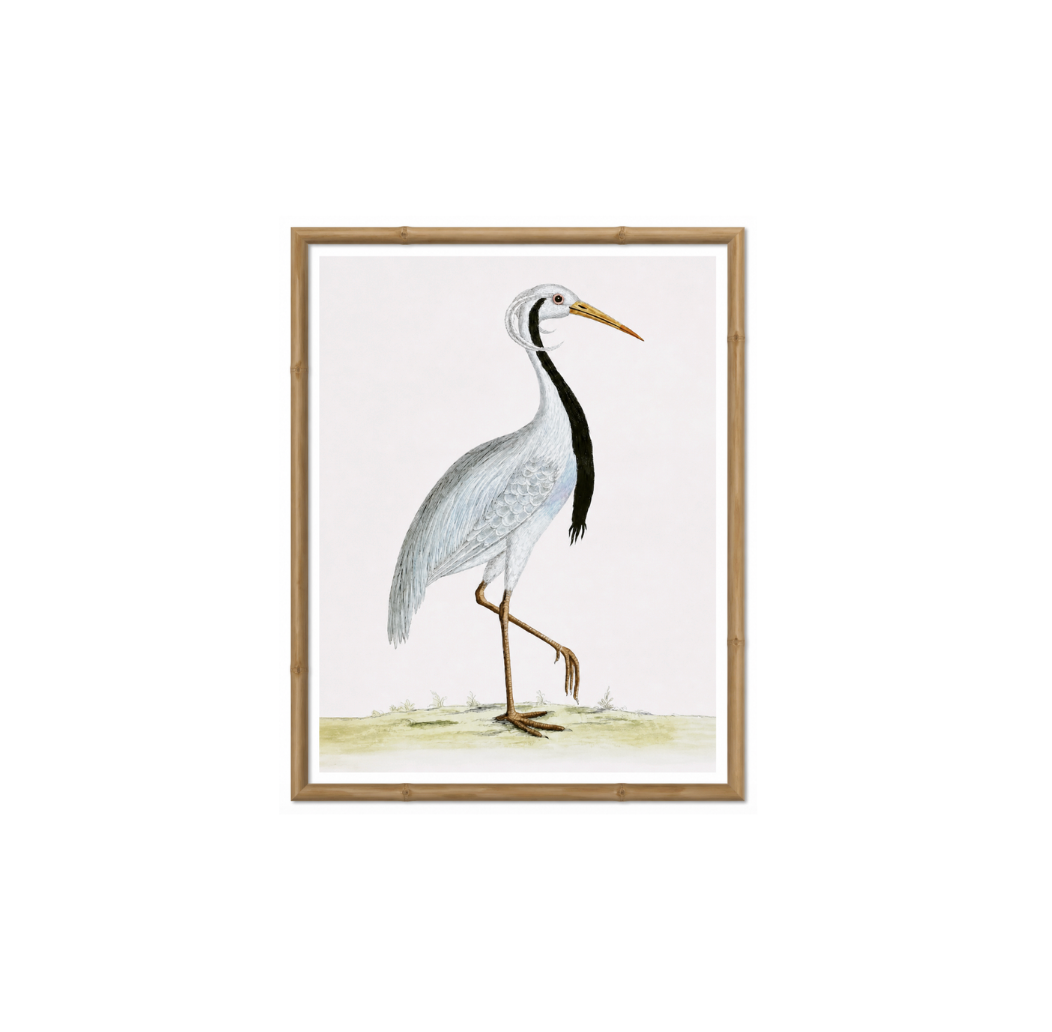 English Aquatic Bird V