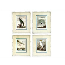 Vintage Bird Collection with Bamboo Frames
