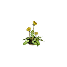 Dandelion Brass Decoration