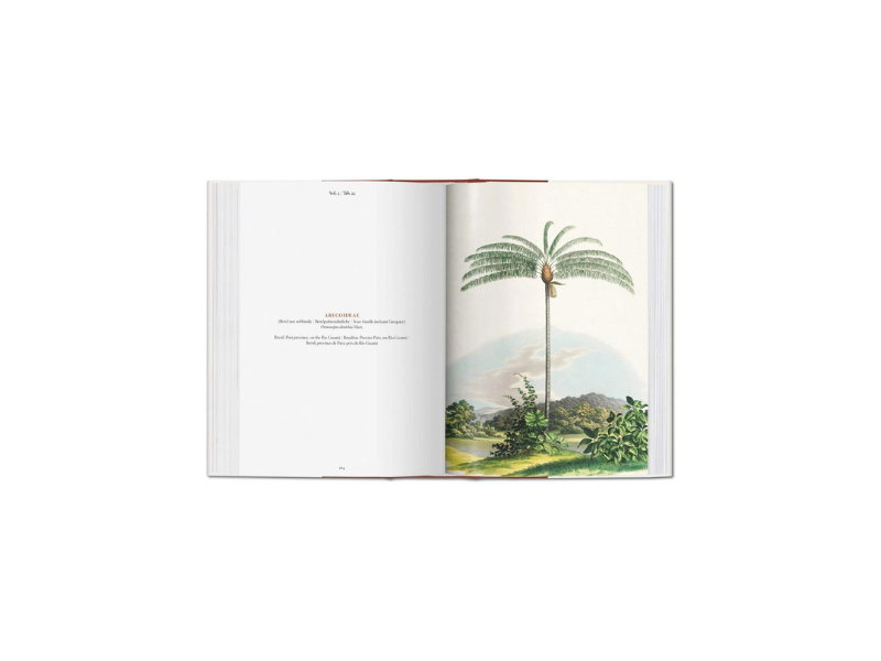 The Book Of Palms