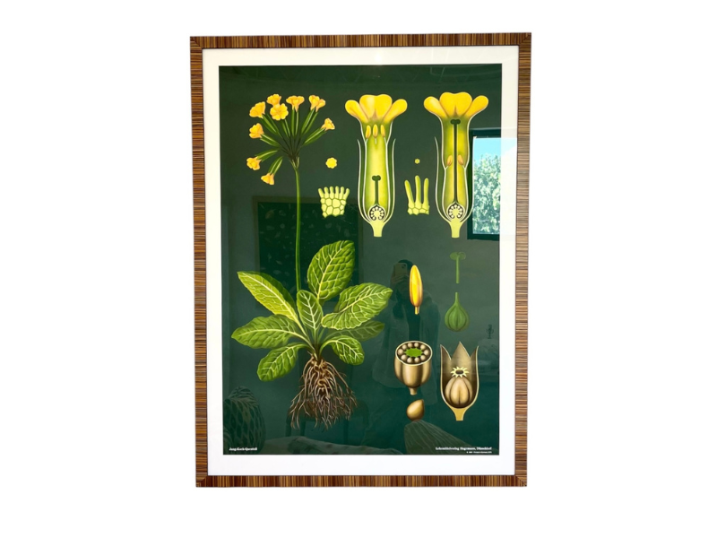 Vintage Botanical Primula Officinalis Lithograph