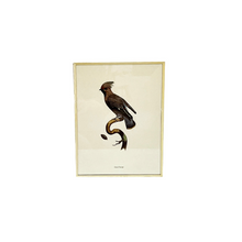 Antique Engravings Liberated From A Book Of Oriantacy, Set of 6