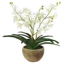Faux White Vanda Orchid in Coquito Planter