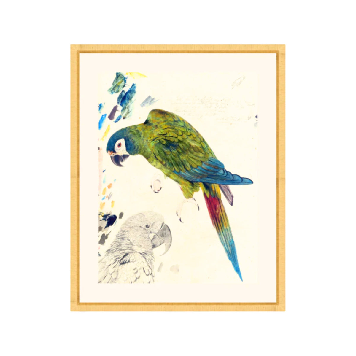 Rollins Parrots I, framed bird art