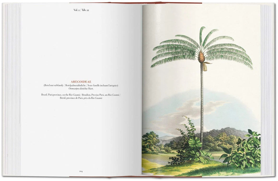 The Book of Palms