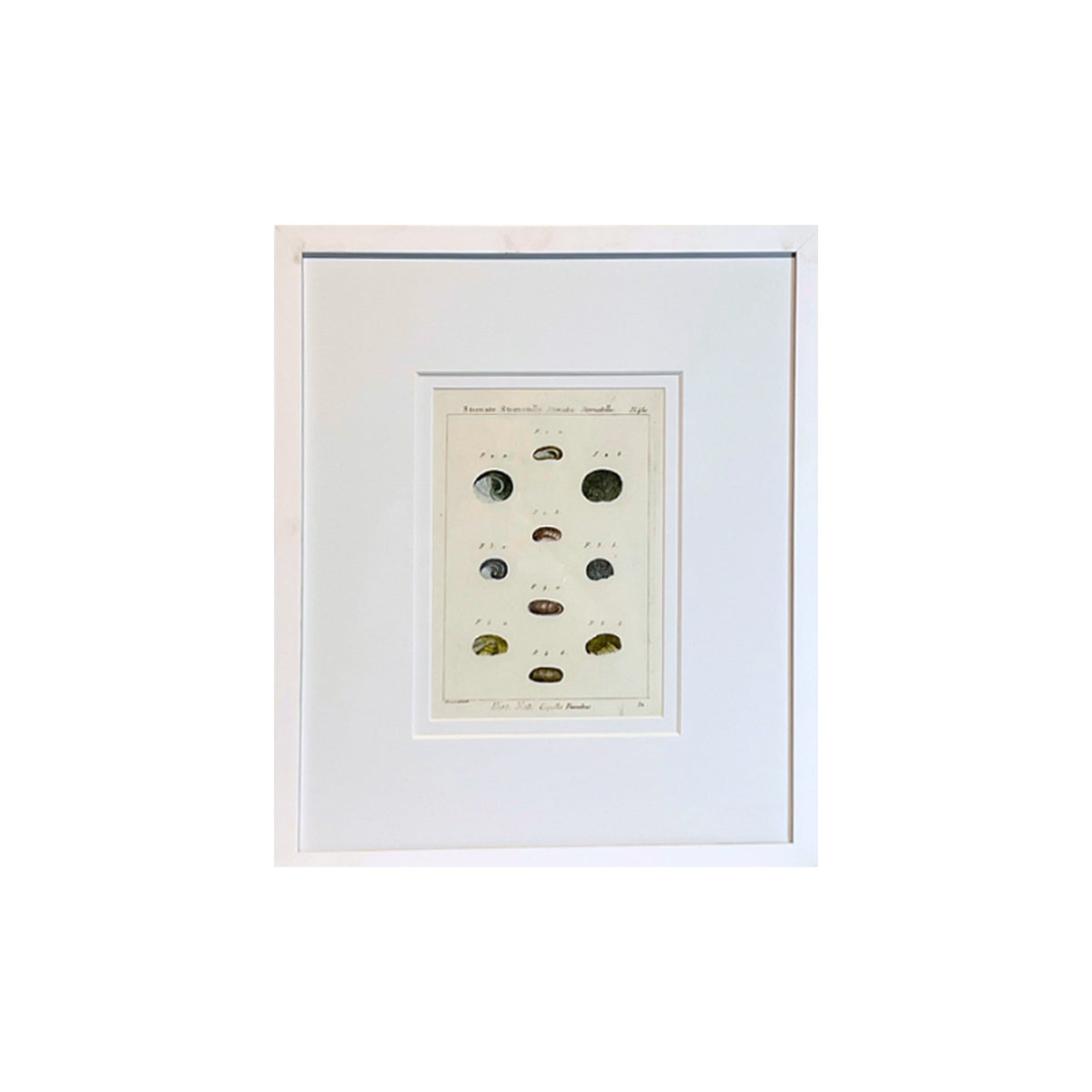 Stomate Shell Print, framed art