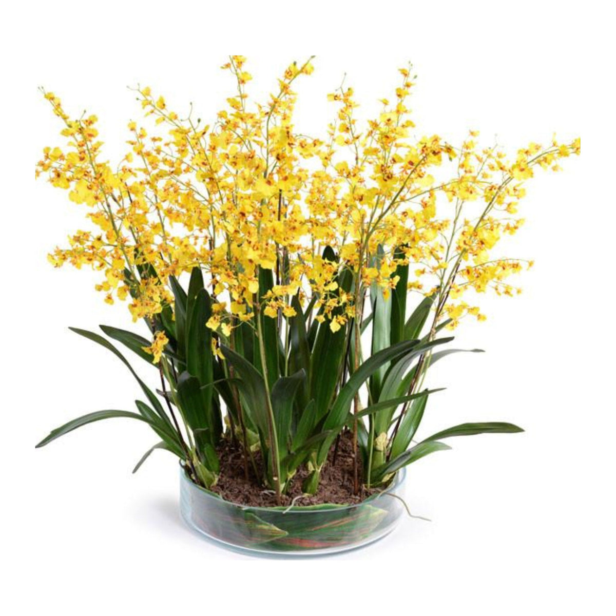 Faux Oncidium Orchid on a white background