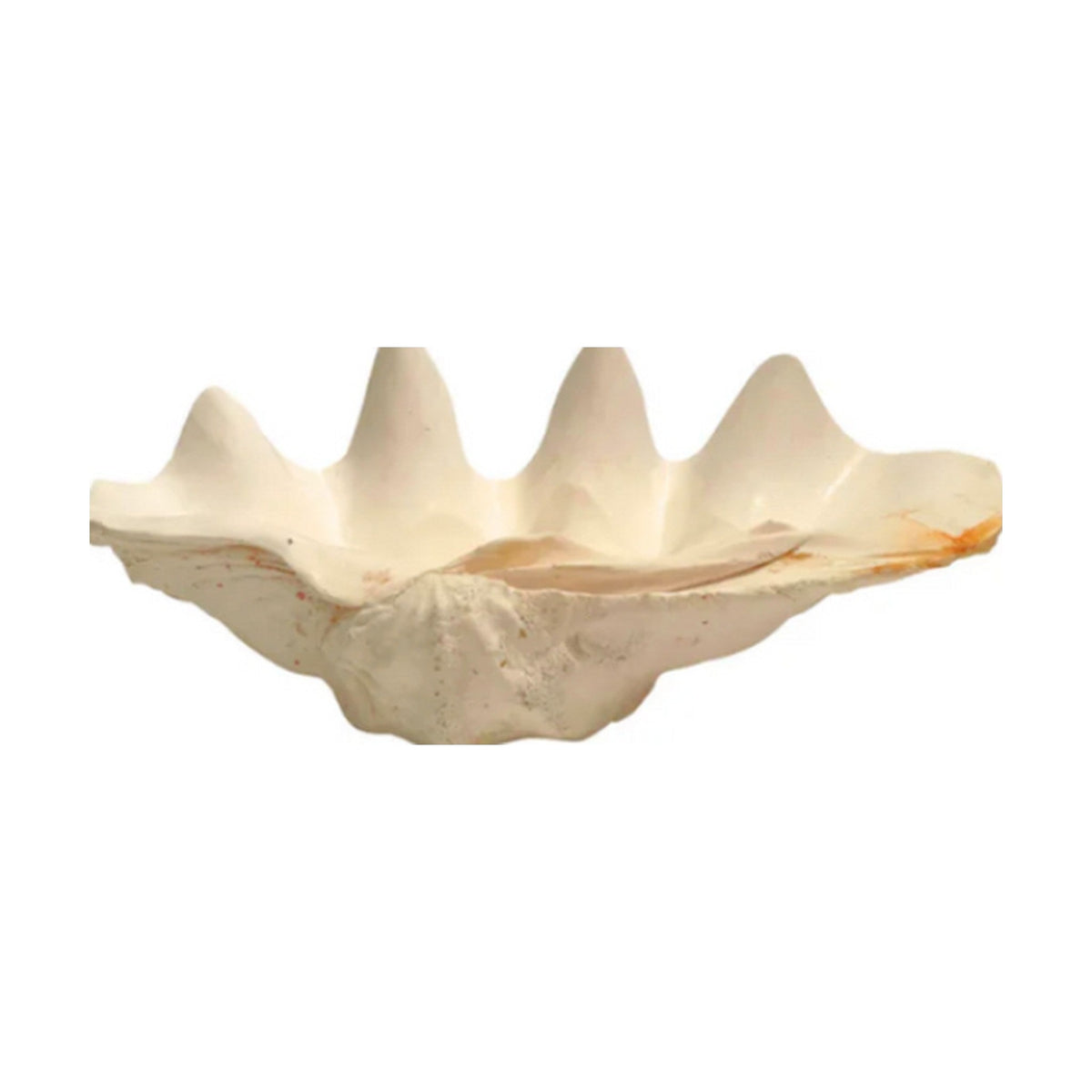 Gigas Tridacna Clam Shell Bowl on a white background