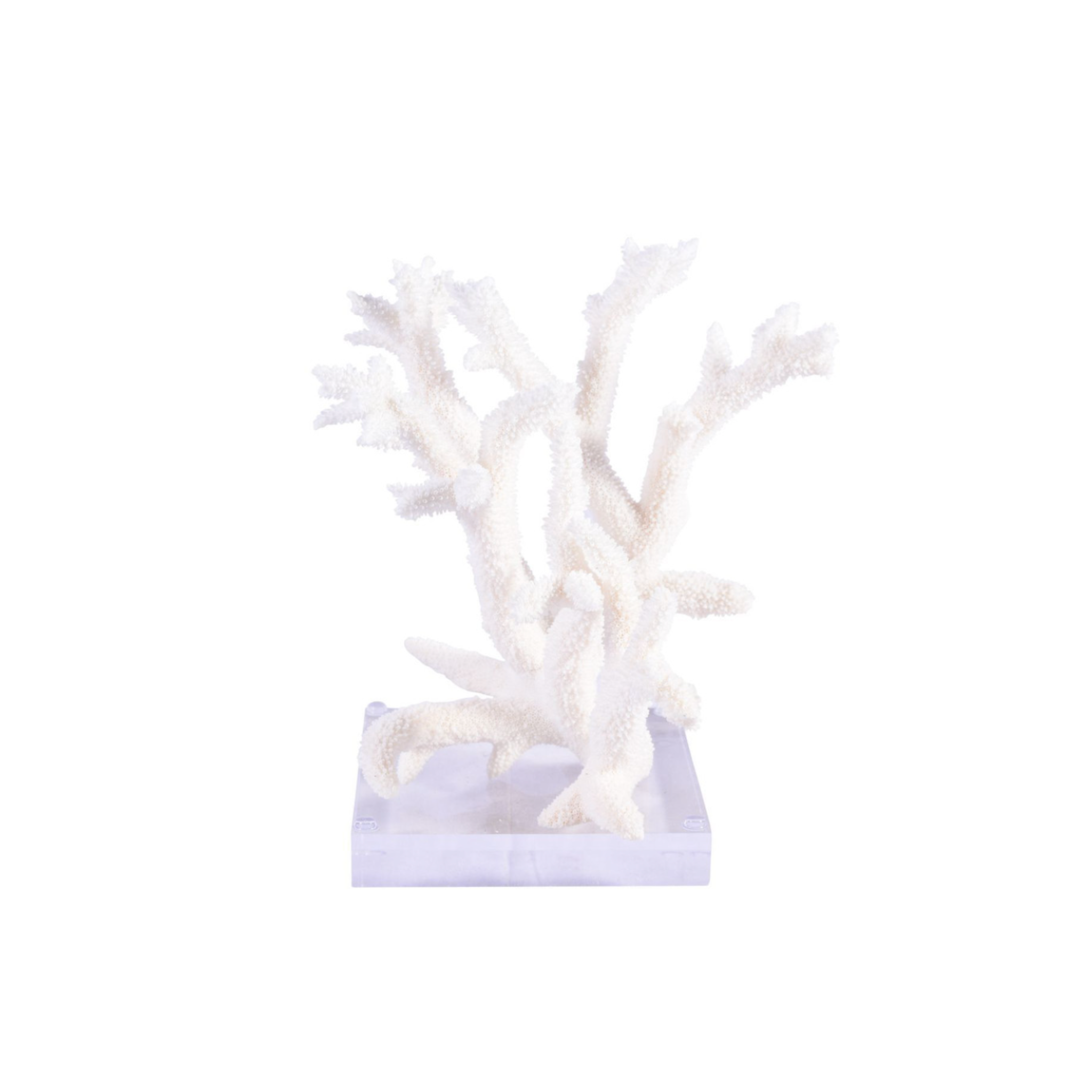 Staghorn Coral On Acrylic Base