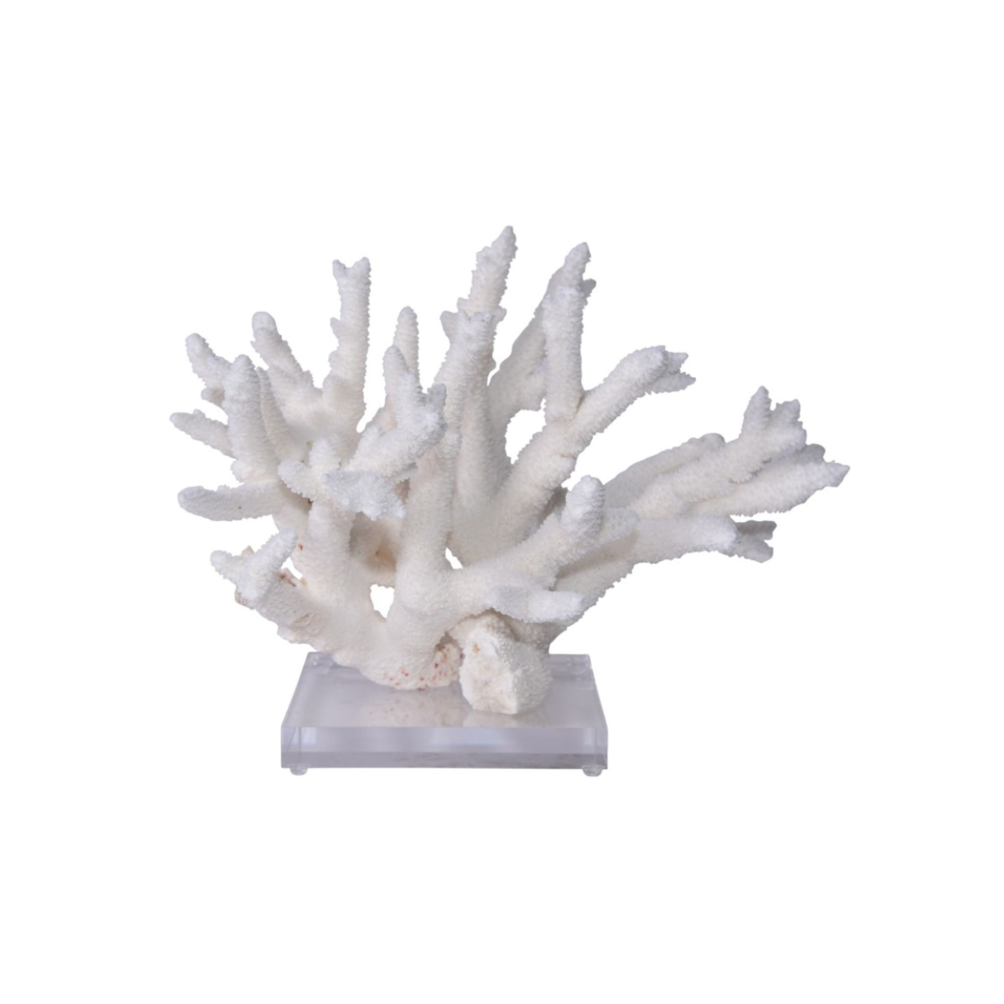 Staghorn Coral On Acrylic Base