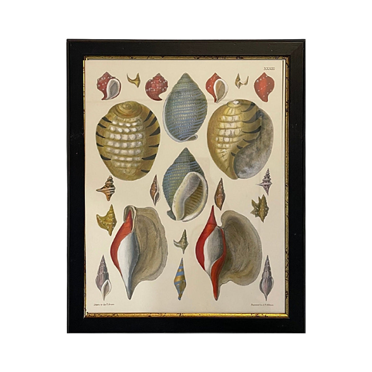Colorful Shell Print, Horse Conch, framed art