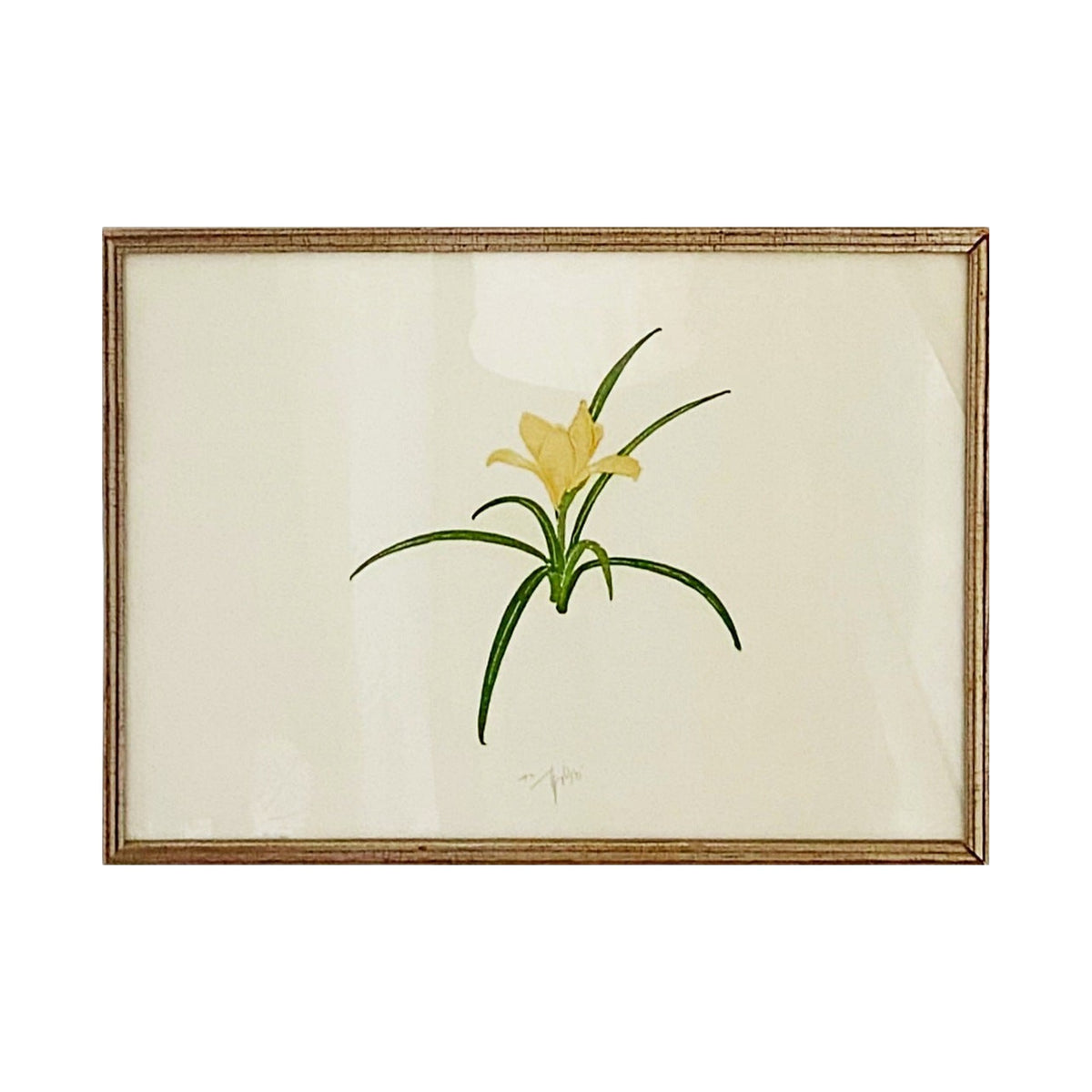 Mid Century Botanical Print I, framed art