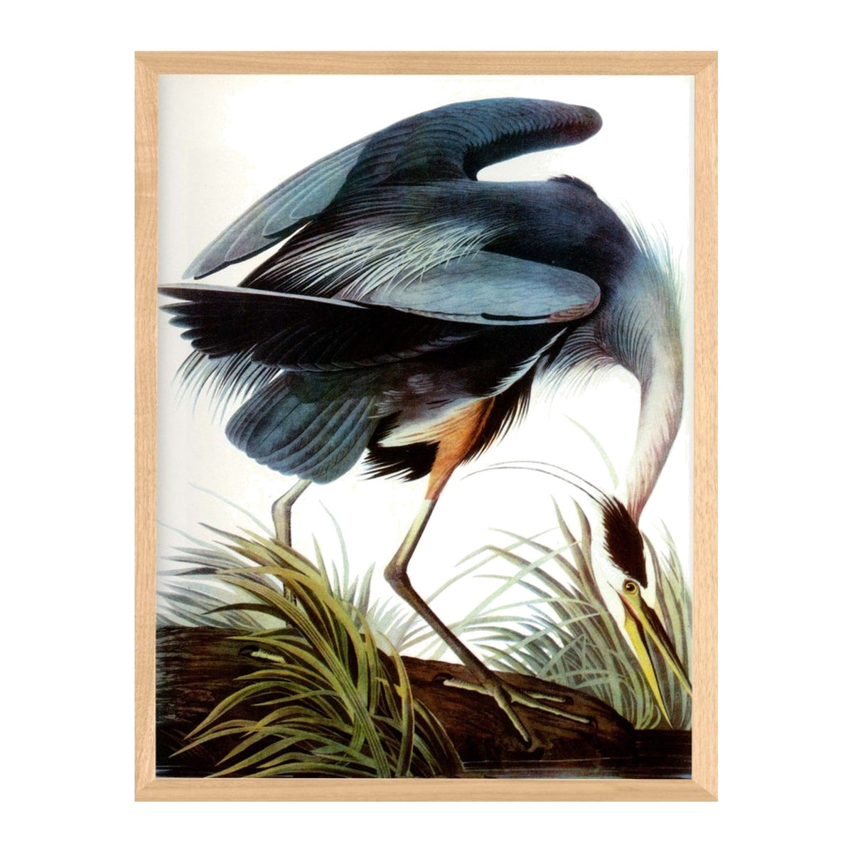 Audubon 7, framed bird art