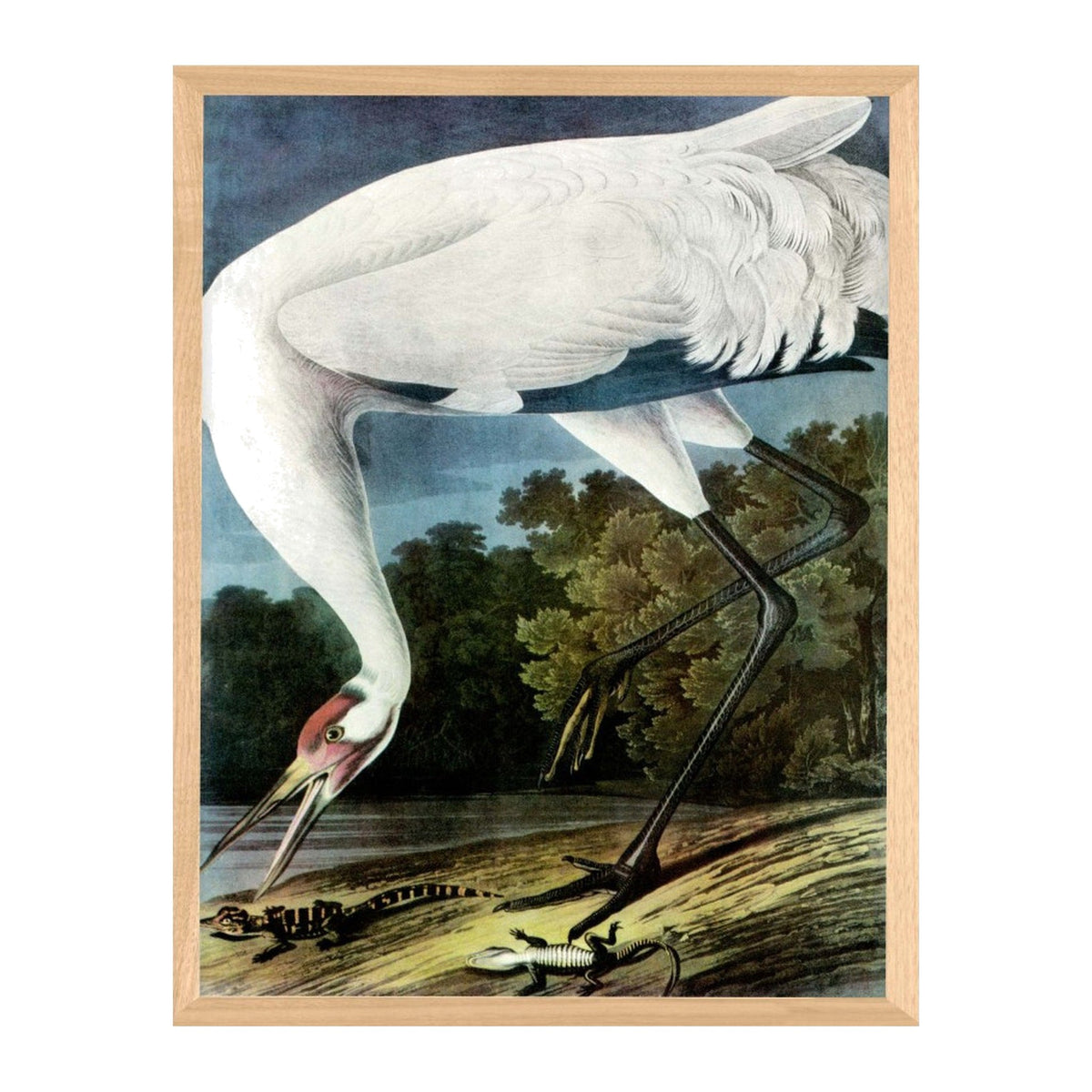 Audubon 11, framed bird art