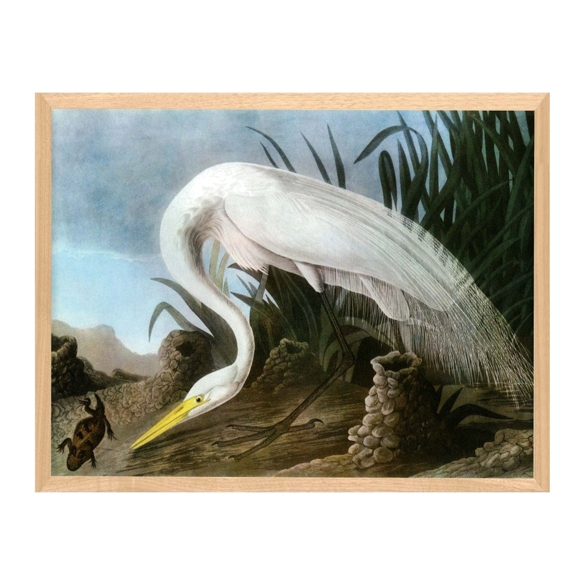 Audubon 18, framed bird art