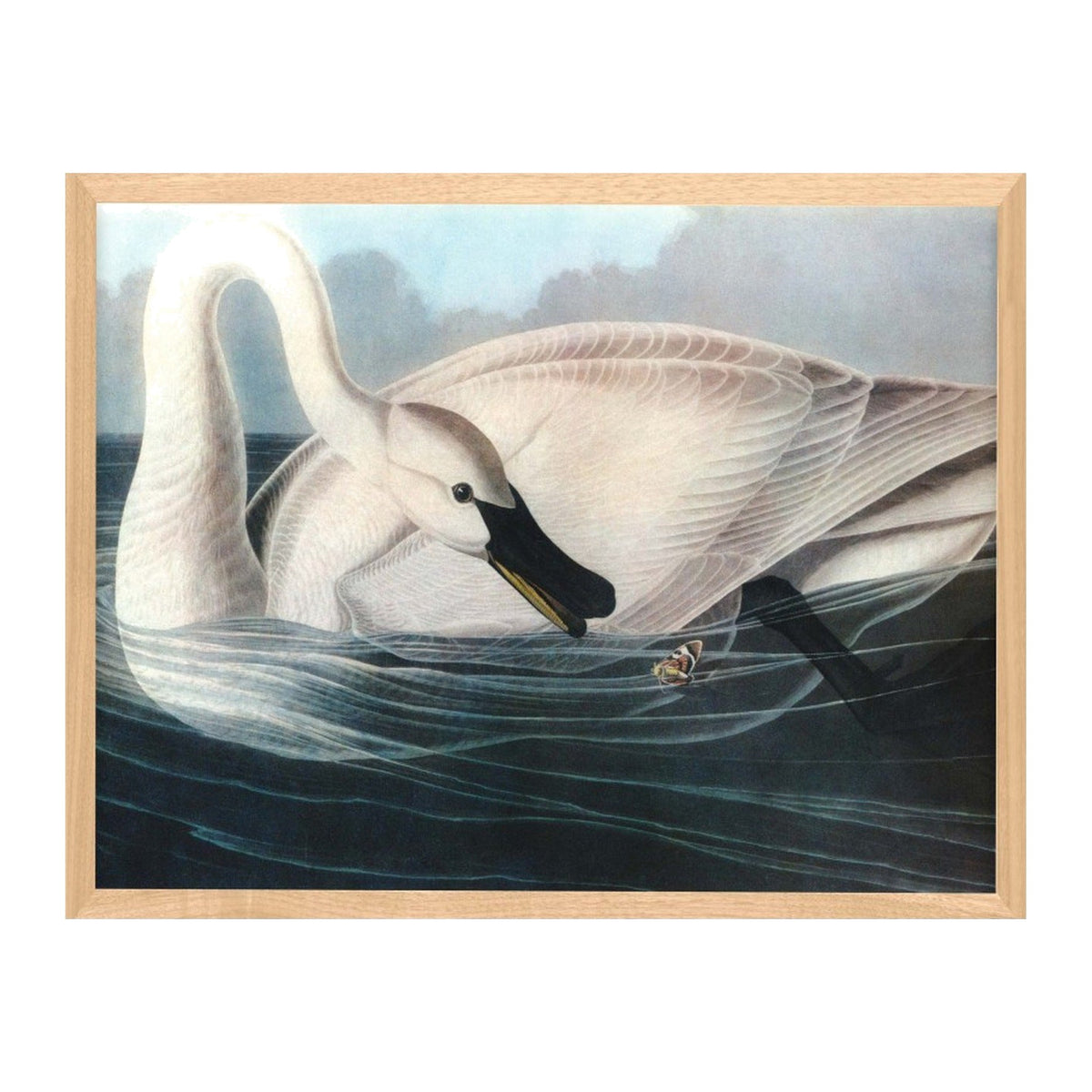 Audubon 19, framed bird art