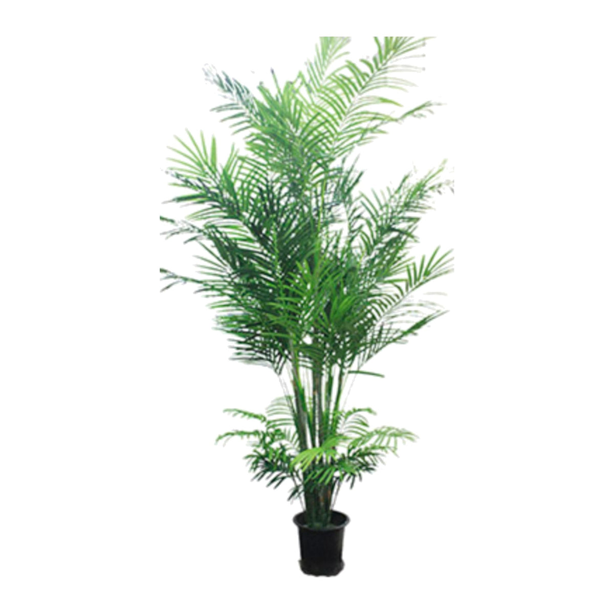 Fabulous Faux Areca Pam Trees on a white background