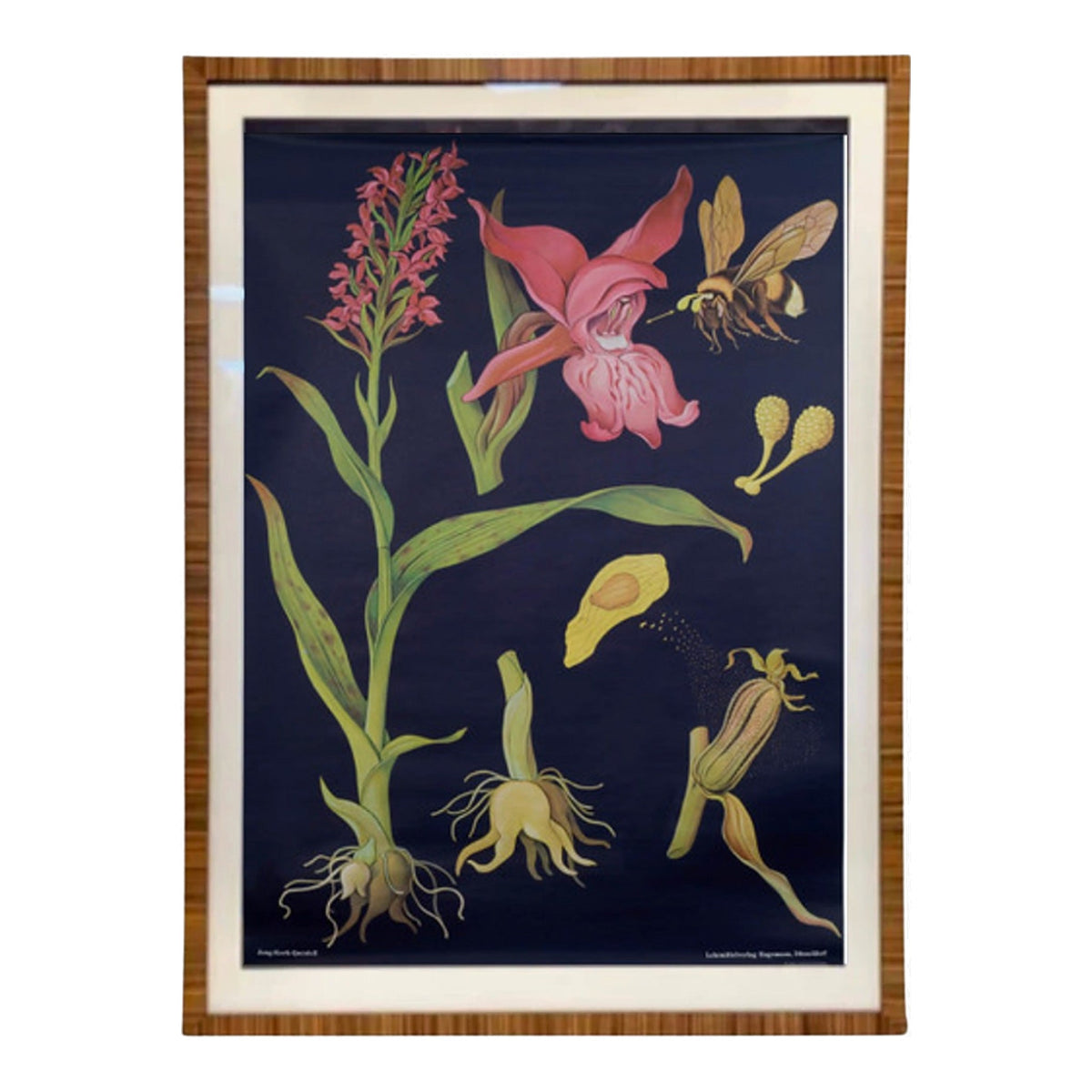 Vintage Botanical Broad Leaved Orchid Lithograph, framed vintage art