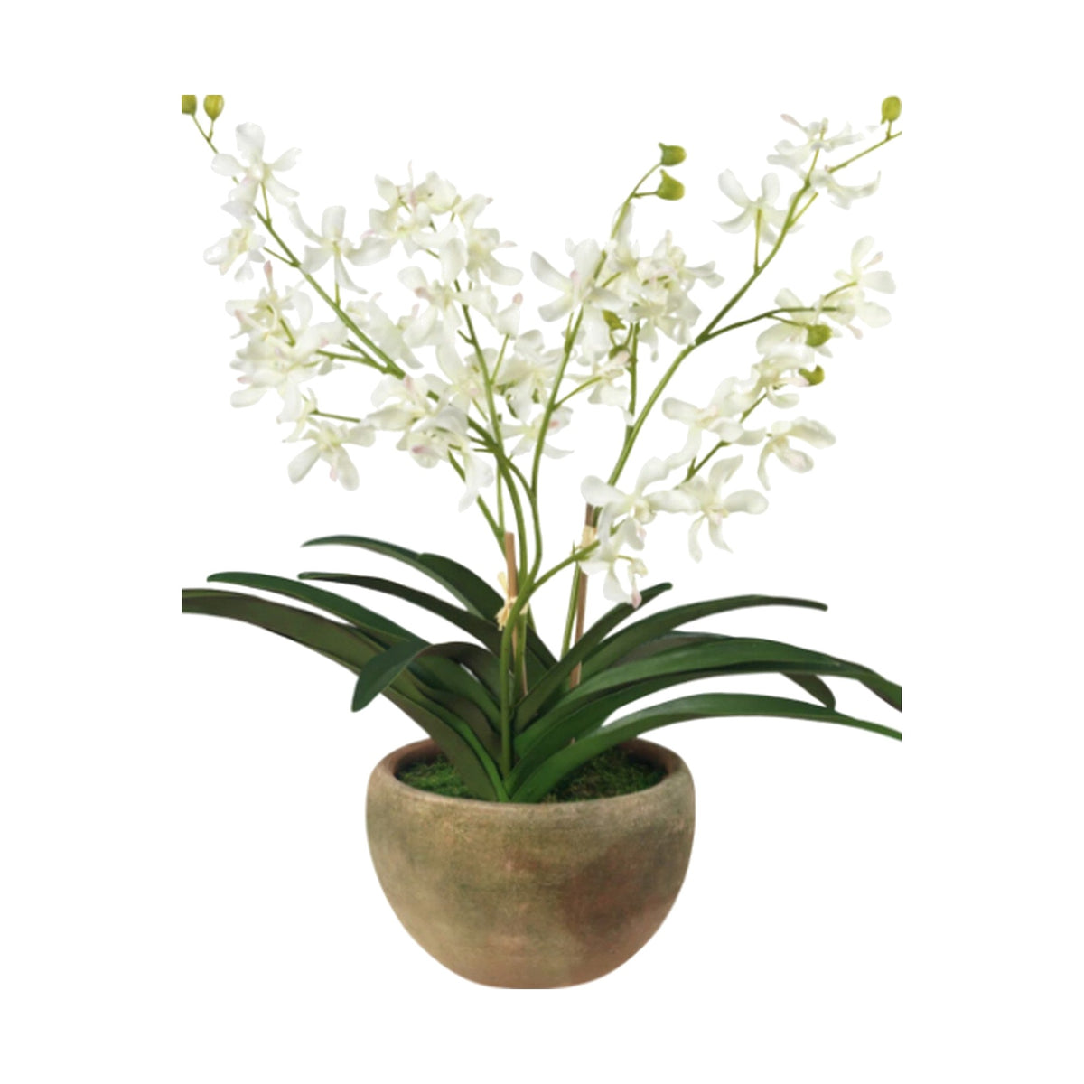 Faux White Vanda Orchid in Coquito Planter on a white background