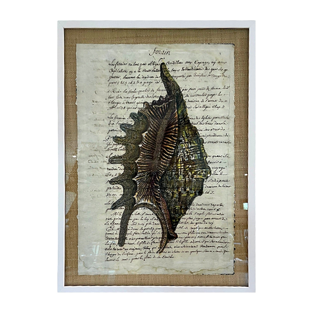Sorain Manuscript Conch Shell, framed art