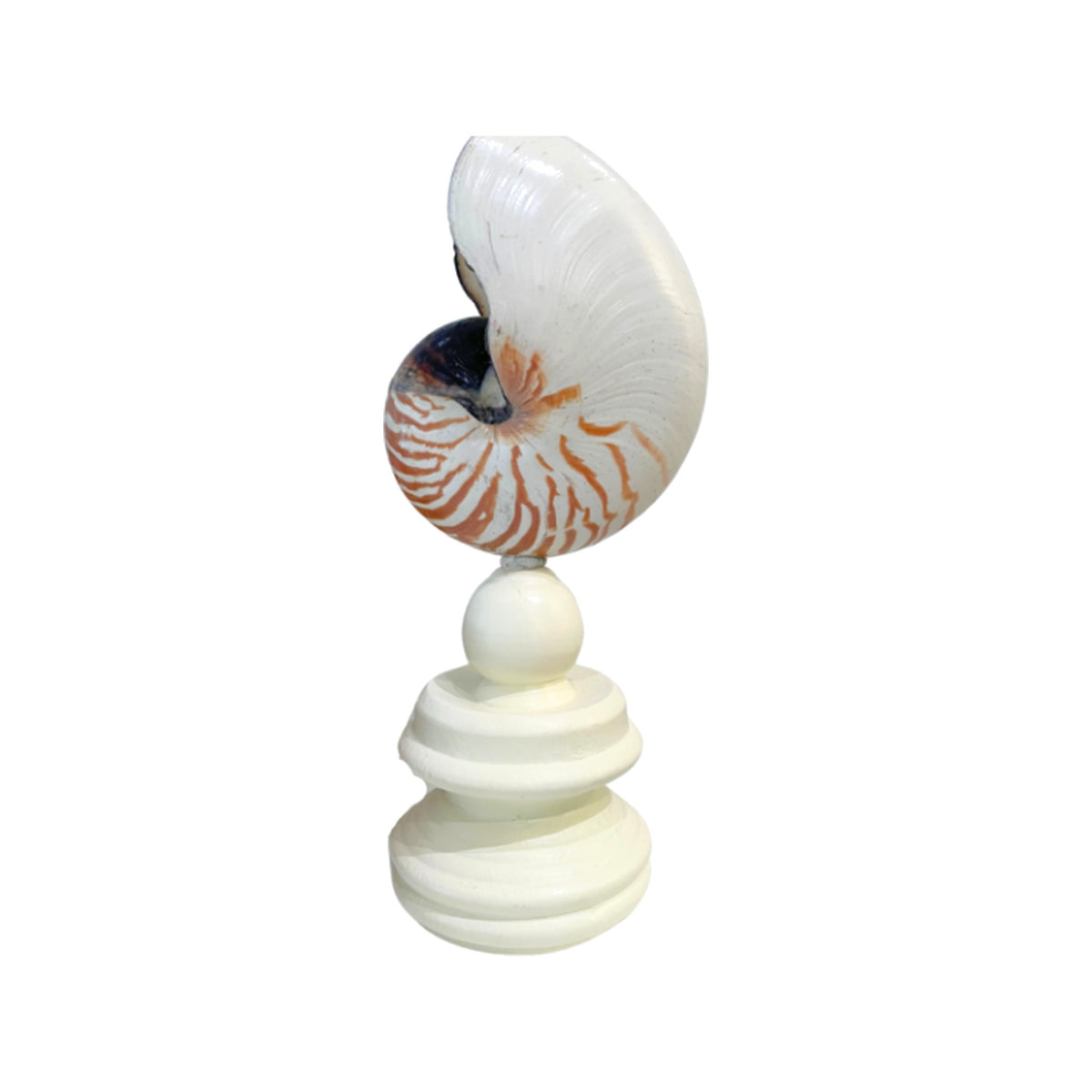Nautilus Shell on Custom Stand on a white background