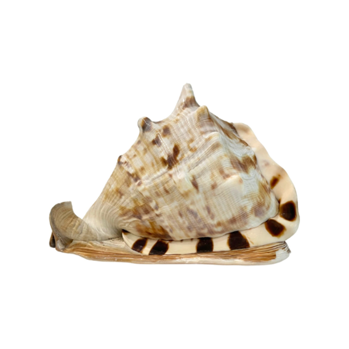 Tiger Conch Shell on a white background