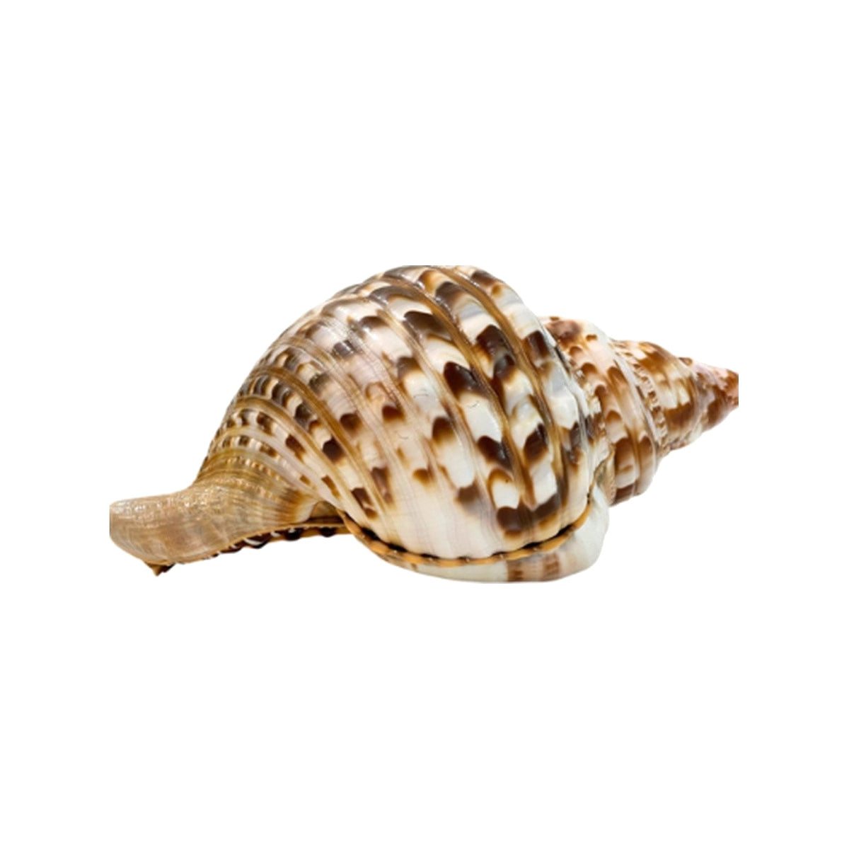 Spire Tiger Shell on a white background