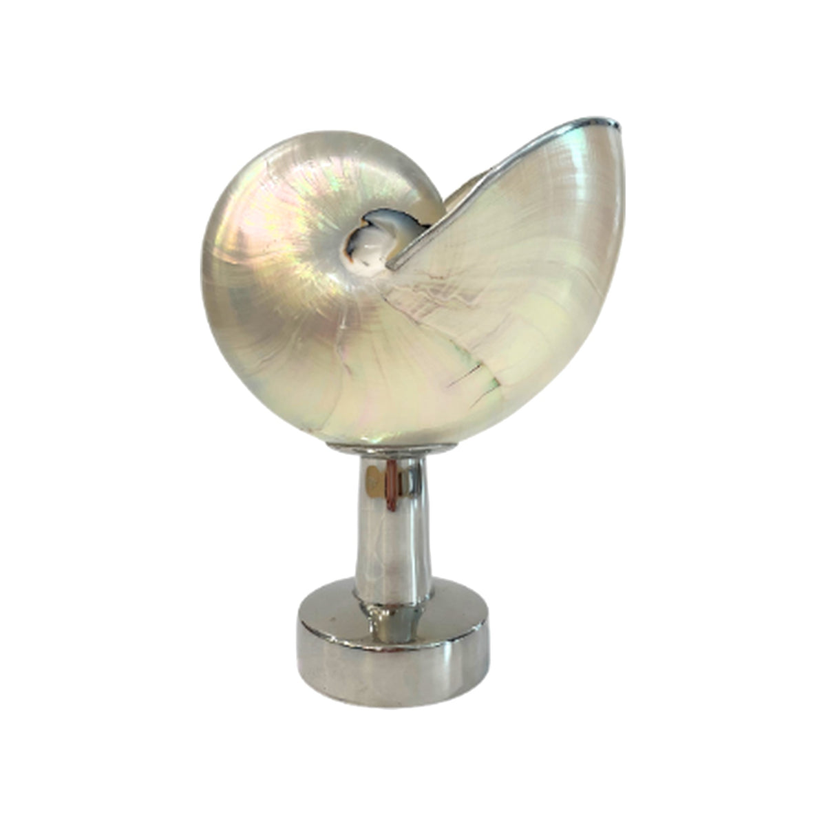 Nautilus Pearl Raised Shell on a white background