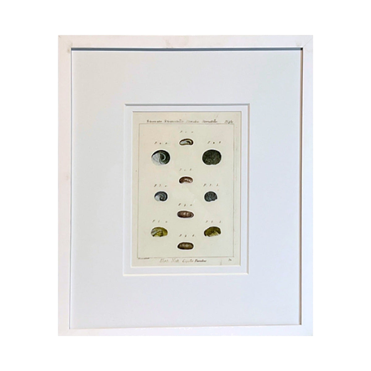 Stomate Shell Print, framed art