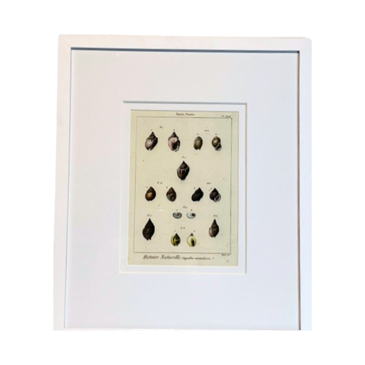 Nasse Shell Print, framed art