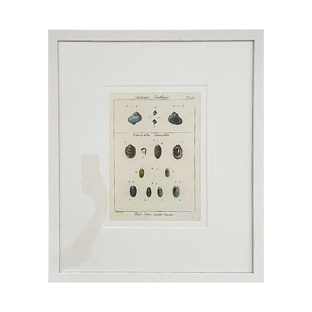 Jantlune Shell print, framed art