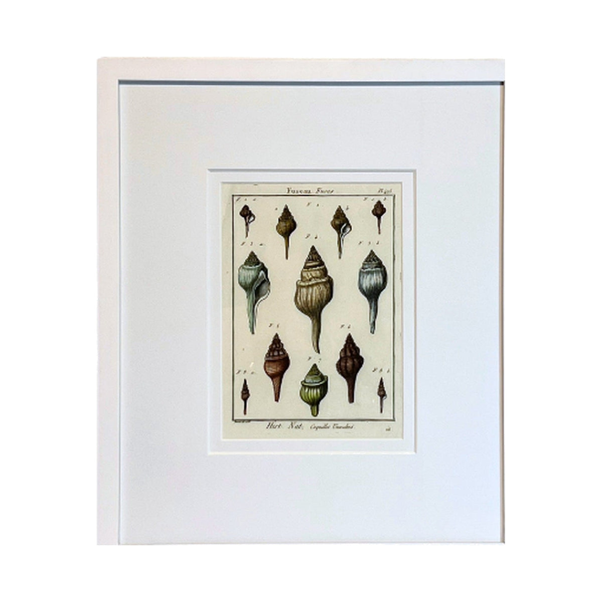 Fuseau Shell Print, framed art