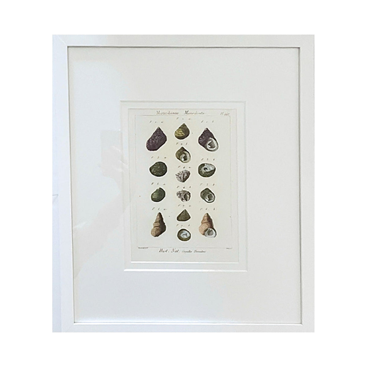 Monodonte Shell Print, framed art