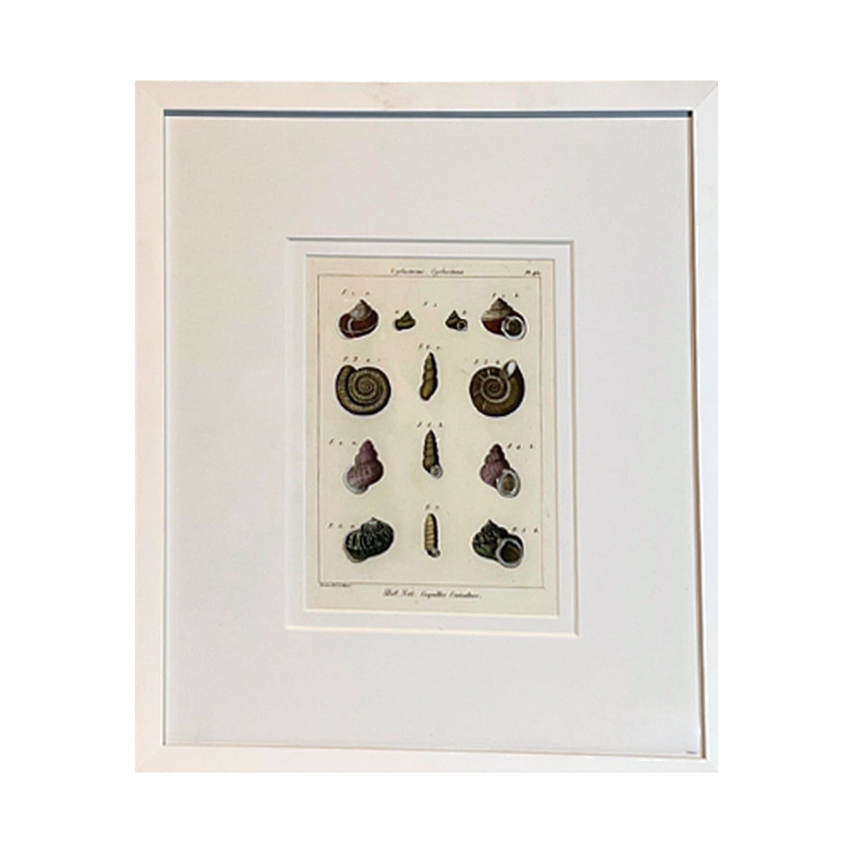 Cyclostome Shell Print, framed art