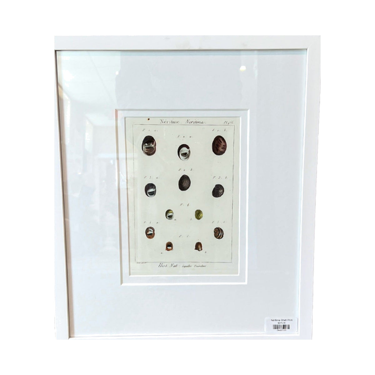 Neritime Shell Print, framed art