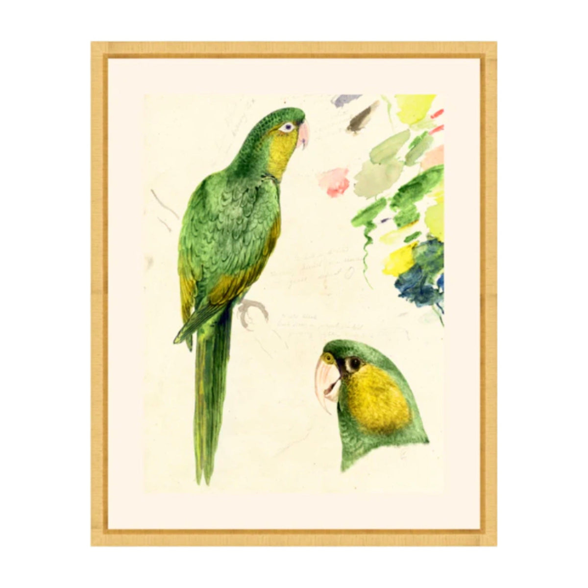 Rollins Parrots II, framed bird art