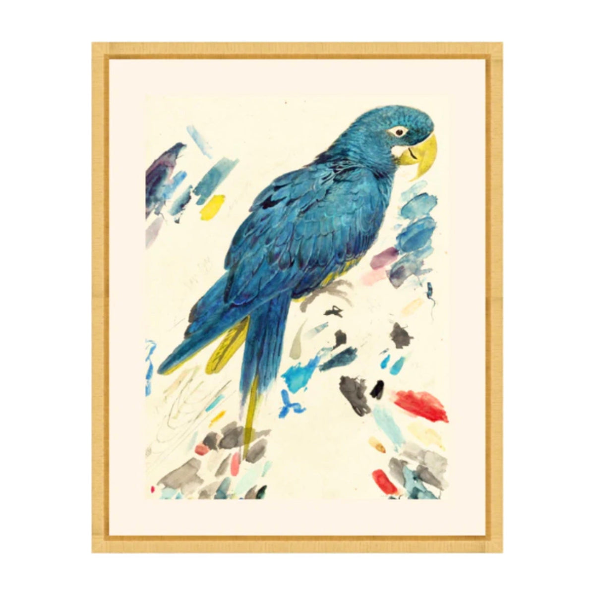 Rollins Parrots III, framed bird art