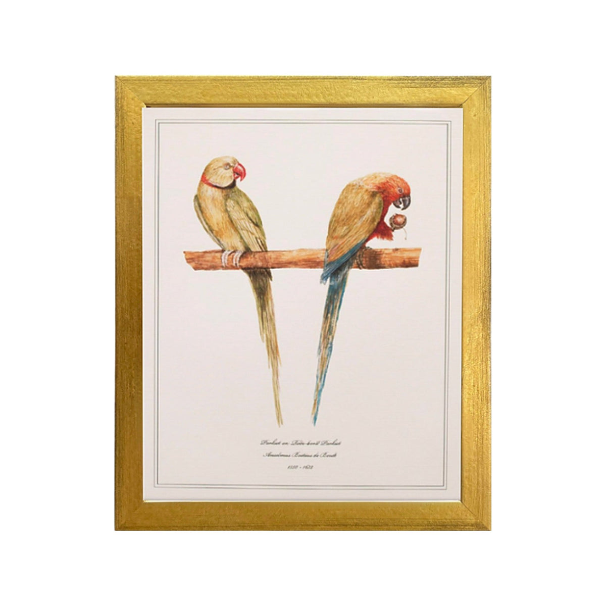 Parkiet en Rode-Borst Parkiet by Anselmus Boëtius de Boodt, framed vintage art
