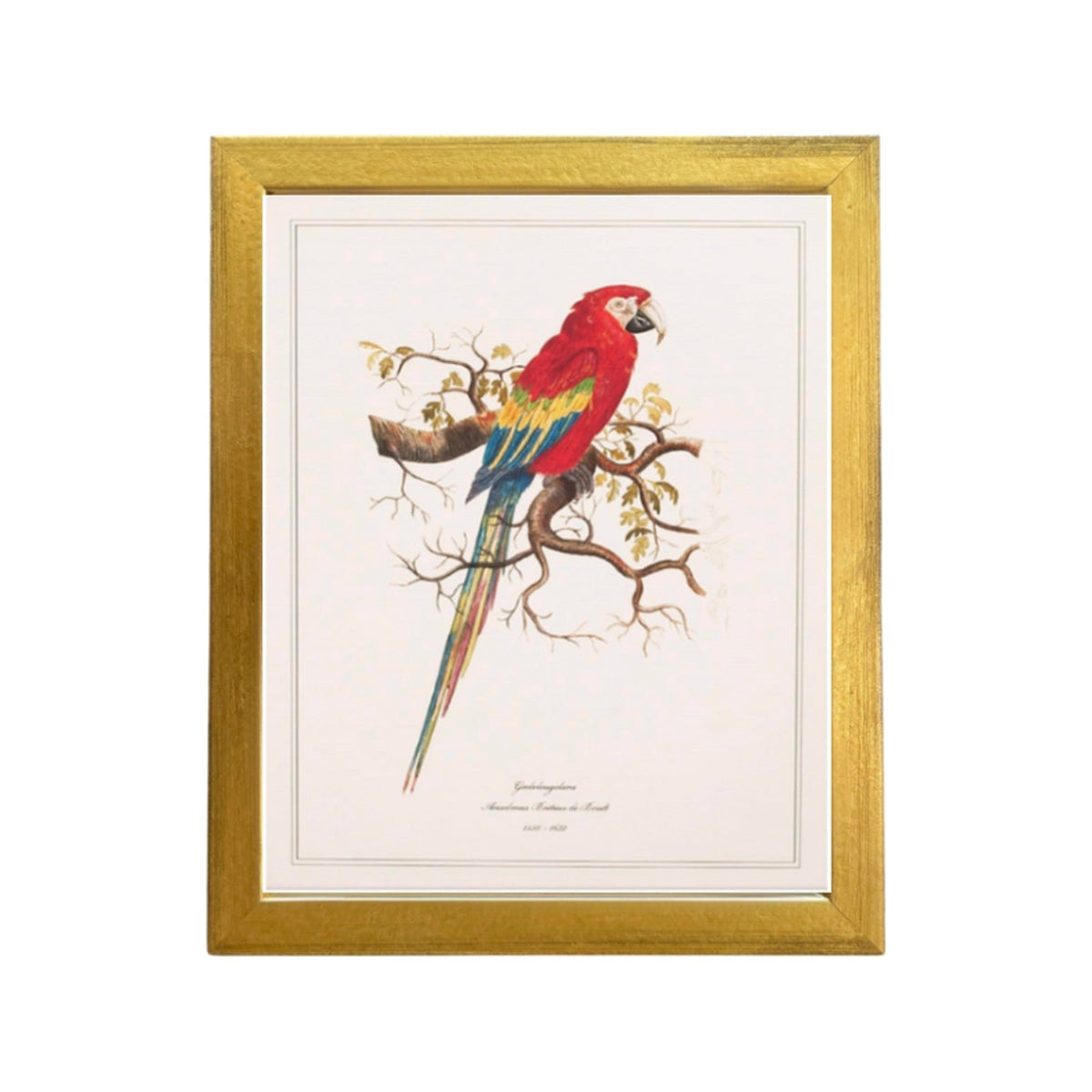 Geelvleugelara by Anselmus Boëtius de Boodt, framed vintage art