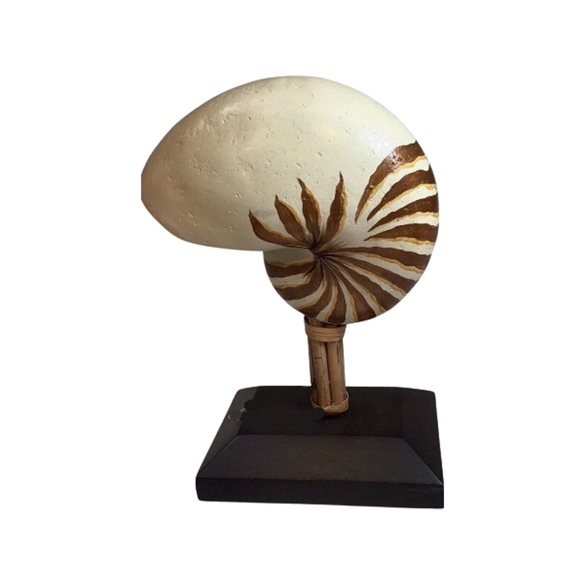 Nautilus Shell on Bamboo Platform on a white background