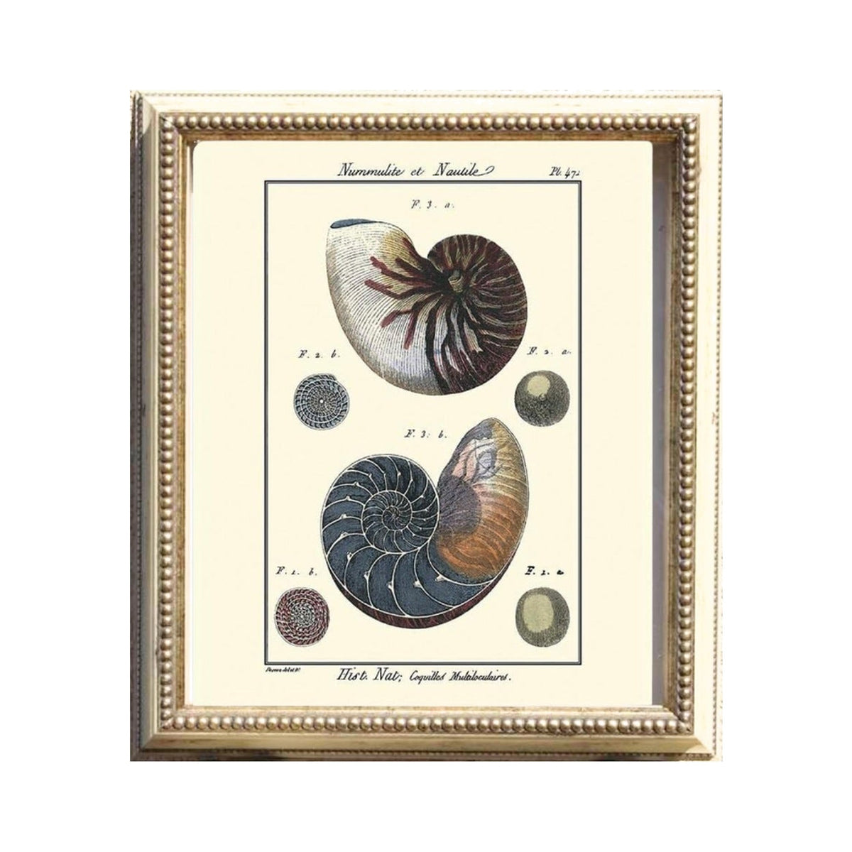 Nummulite et Nautile, framed art