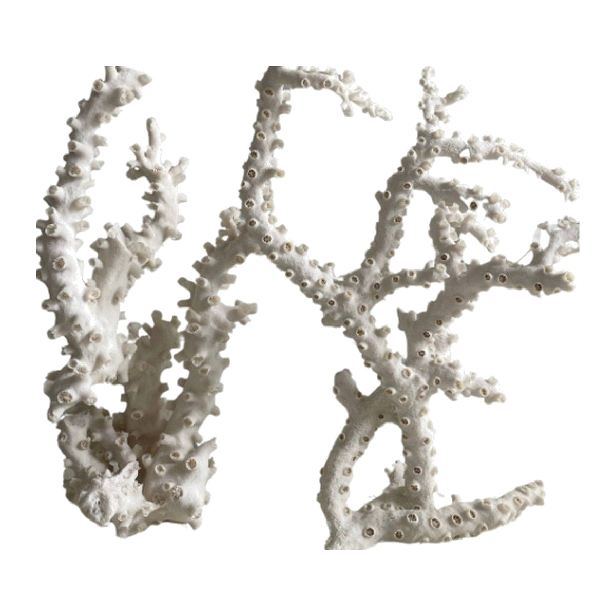 Octopus Coral on a white background