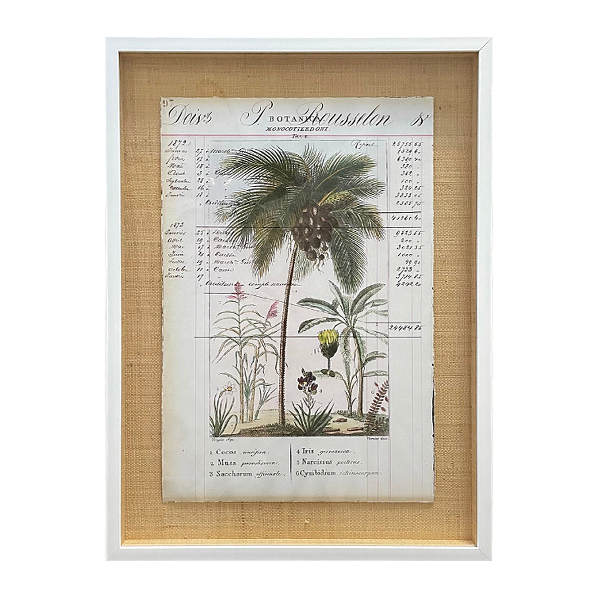 Botancia Monocotiledoni Palm Tree, framed botanical art