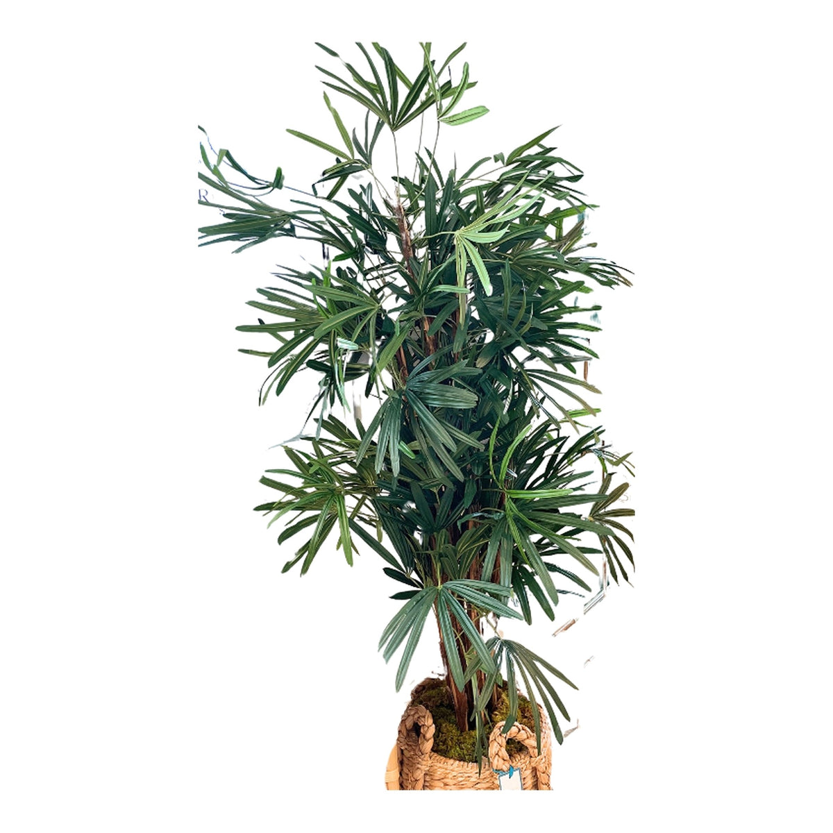 Faux Broadleaf Lady Palm on a white background