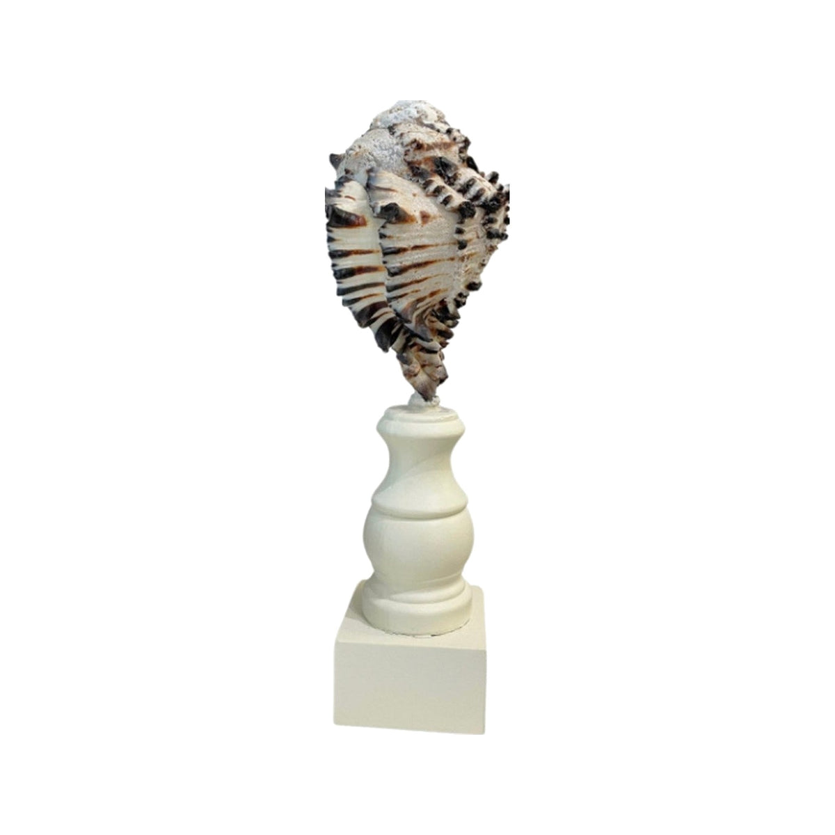 Tiger Shell on Custom Stand on a white background