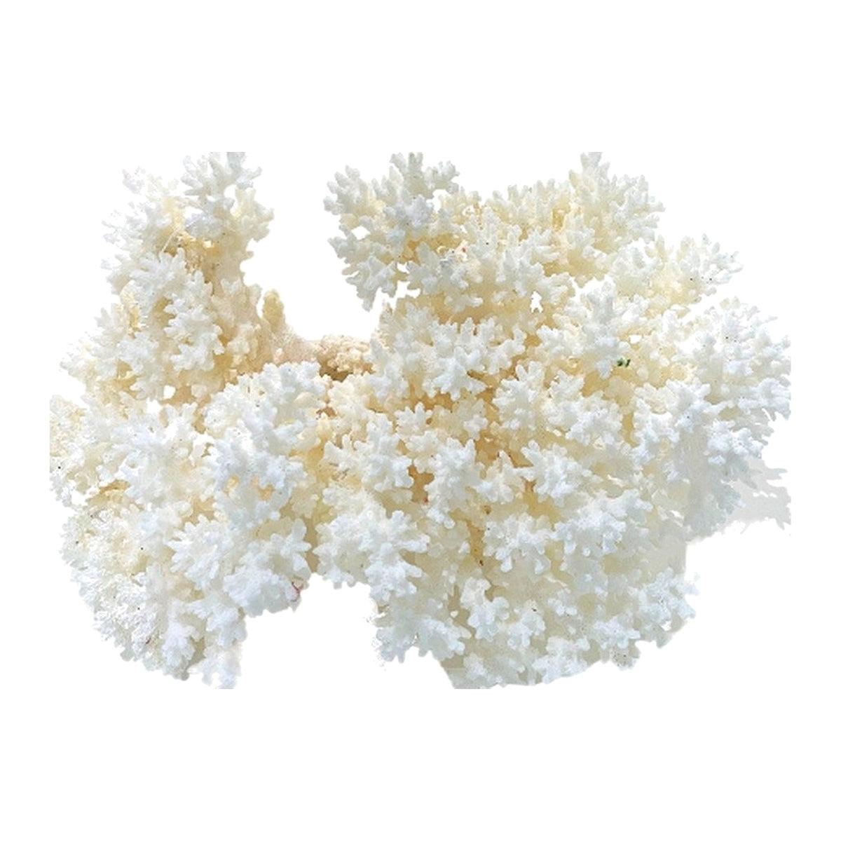Natural White Lace Coral Specimen on a white background