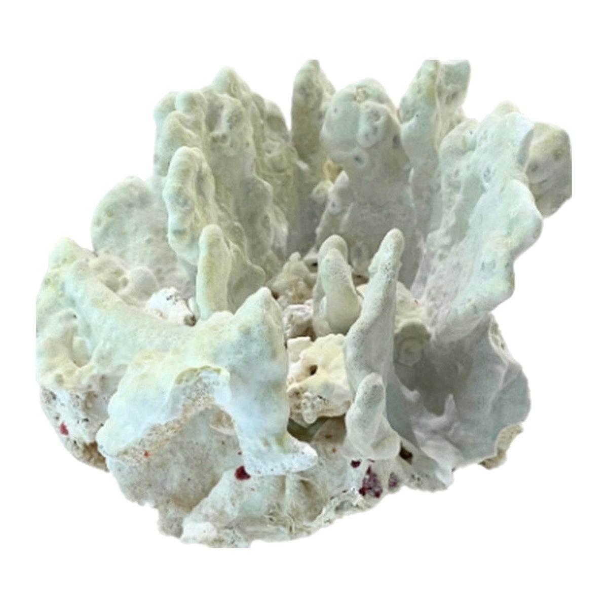 Moss-Green Natural Coral Specimen on a white background
